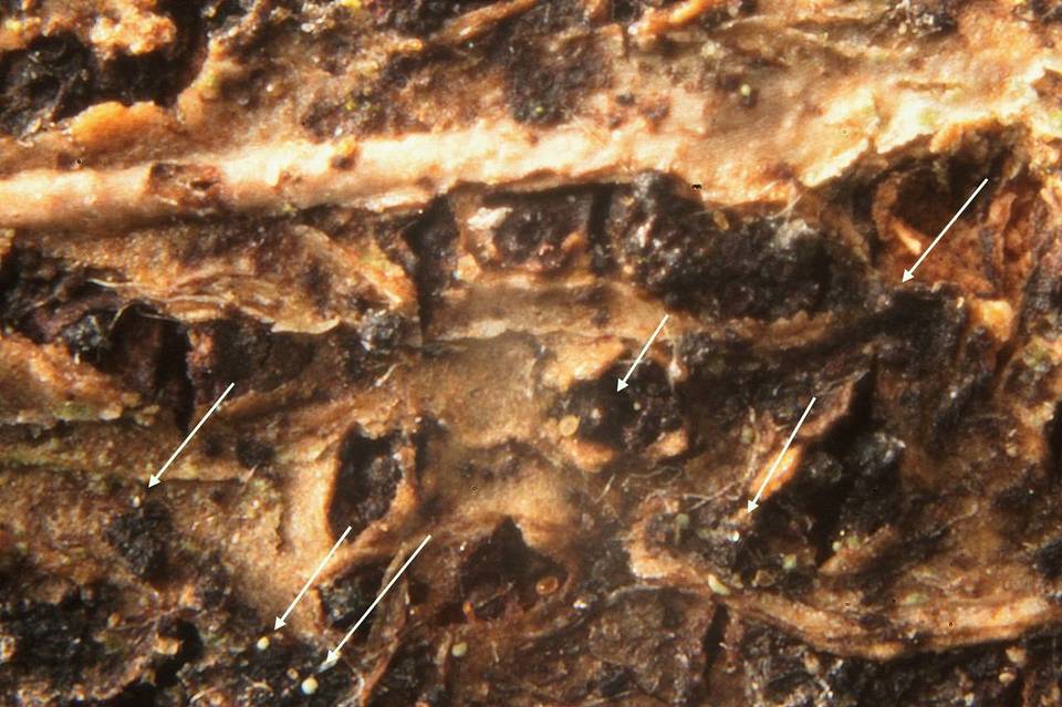 Thyridaria rubronotata image