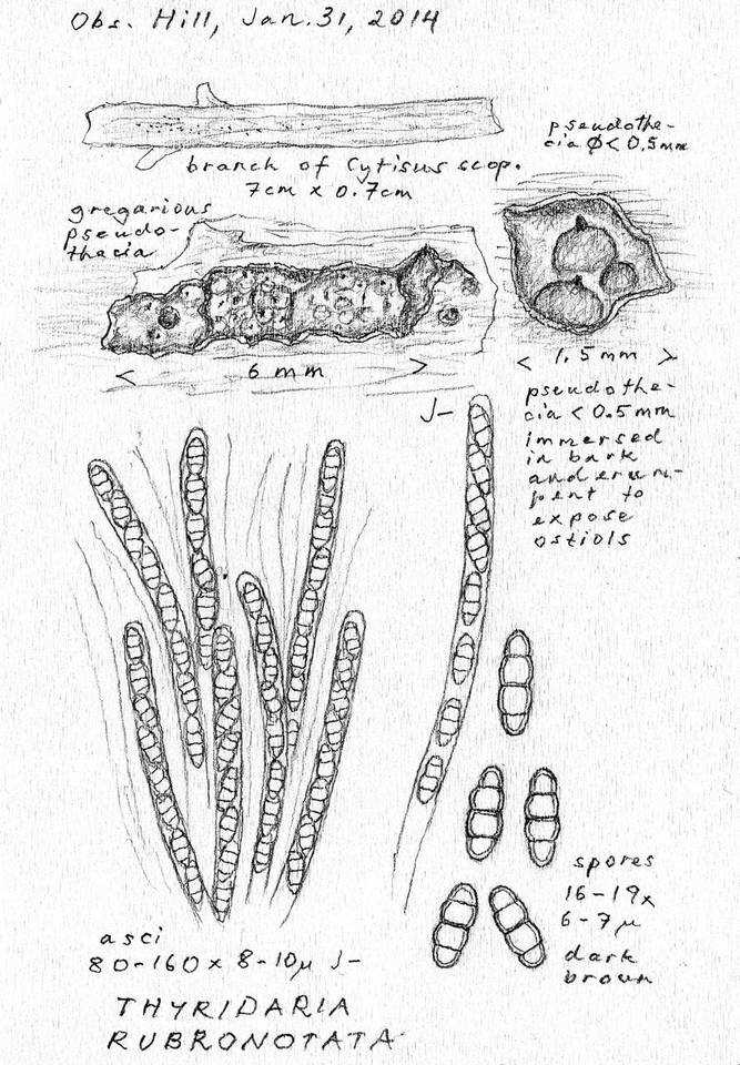 Thyridaria rubronotata image