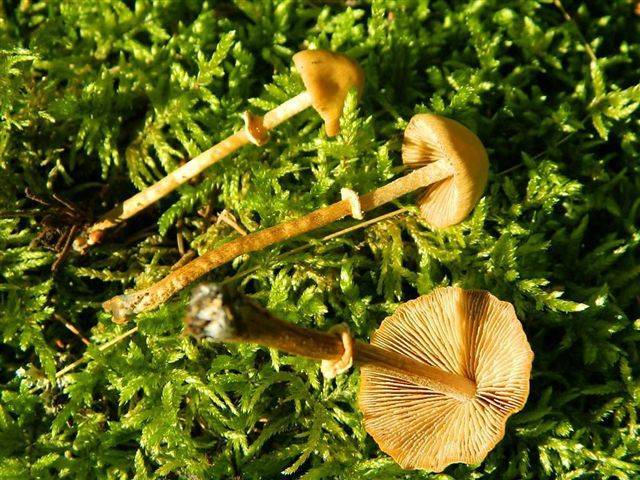 Conocybe arrhenii image