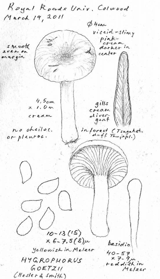 Hygrophorus goetzei image