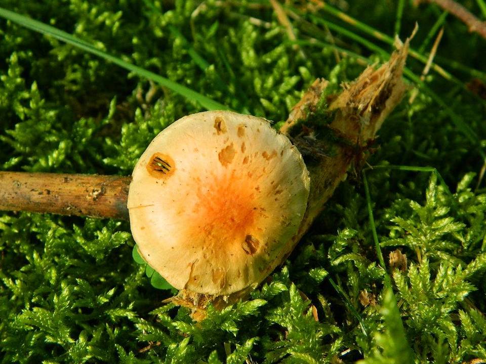Conocybe arrhenii image