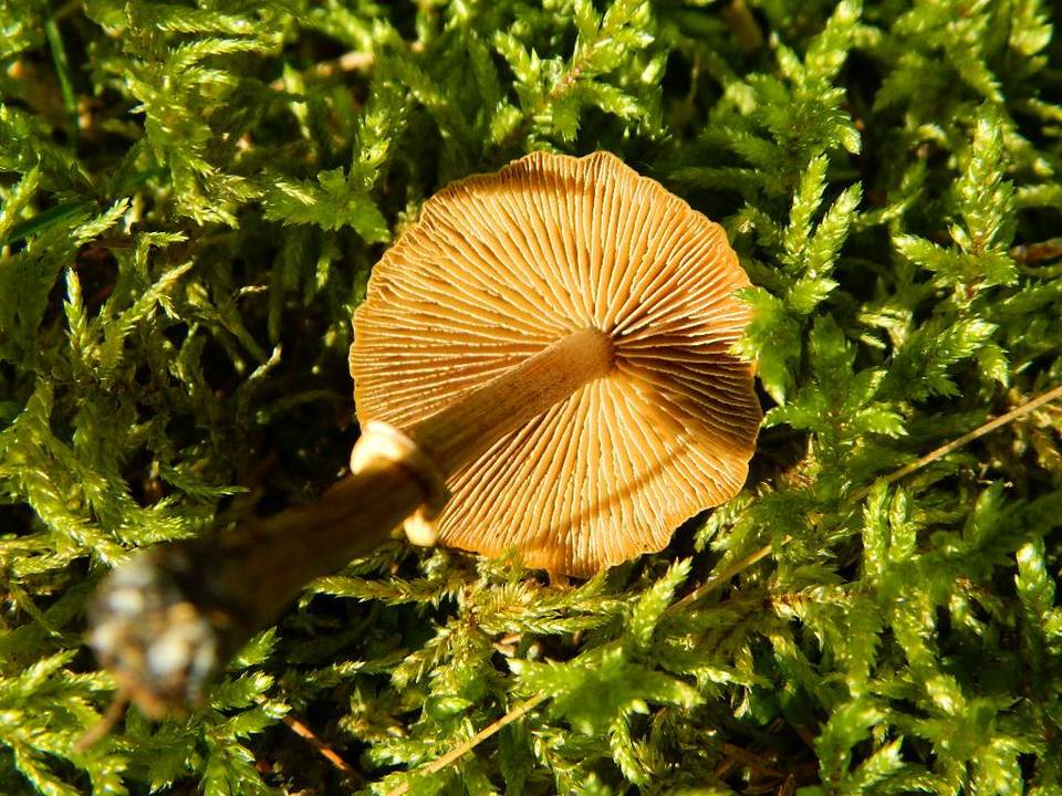 Conocybe arrhenii image