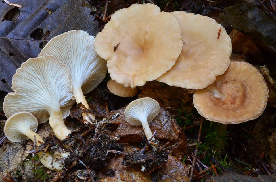 Clitocybe vermicularis image
