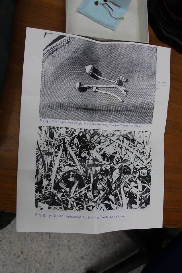 Psilocybe samuiensis image