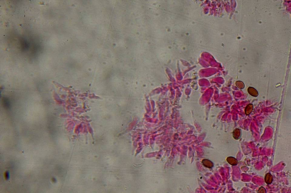 Psilocybe samuiensis image