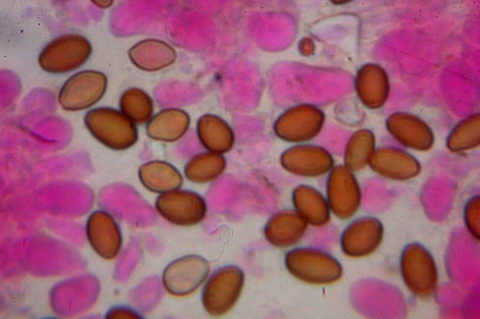 Psilocybe samuiensis image