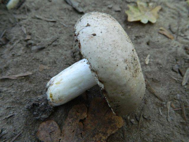 Russula anatina image