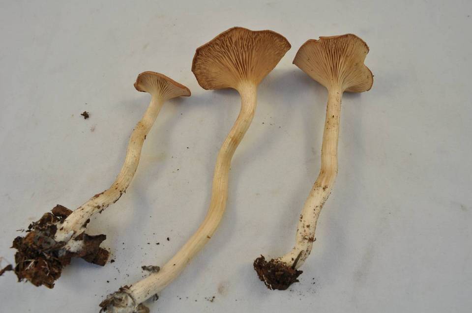 Rhodocybe nuciolens image