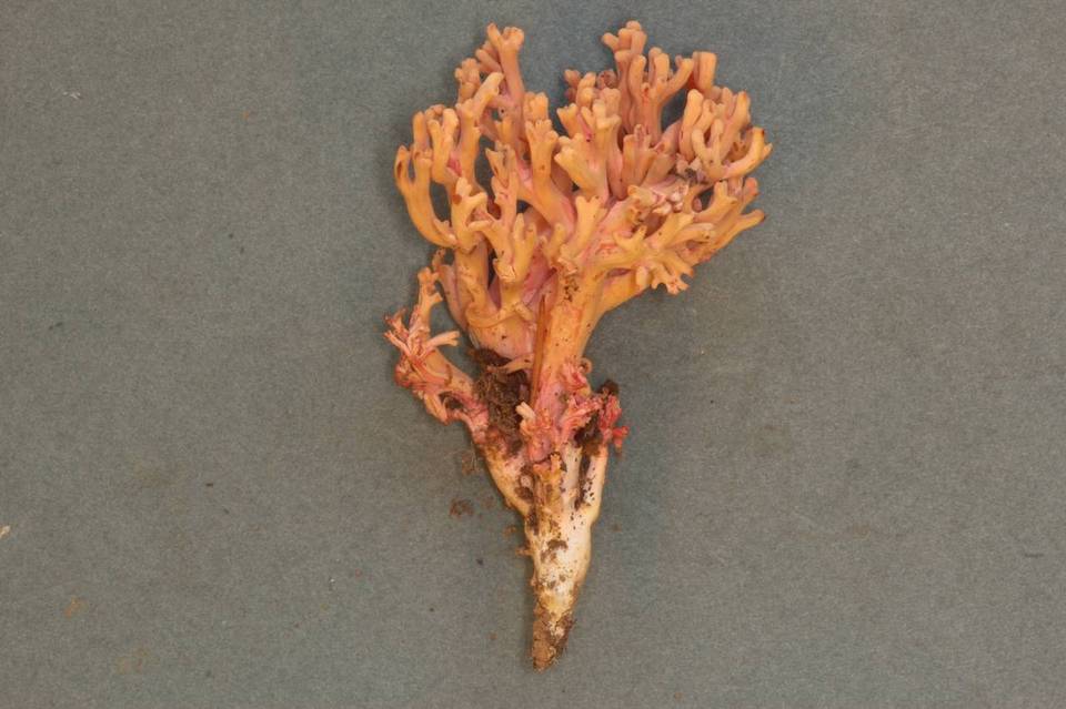 Ramaria araiospora var. rubella image