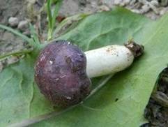 Russula cavipes image