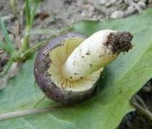 Russula cavipes image