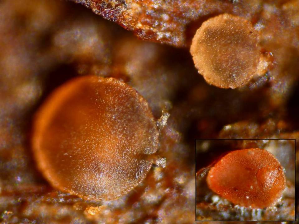 Orbilia aurantiorubra image