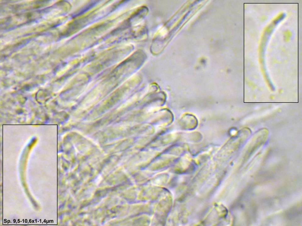 Orbilia aurantiorubra image