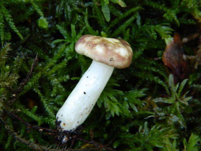 Russula nauseosa image