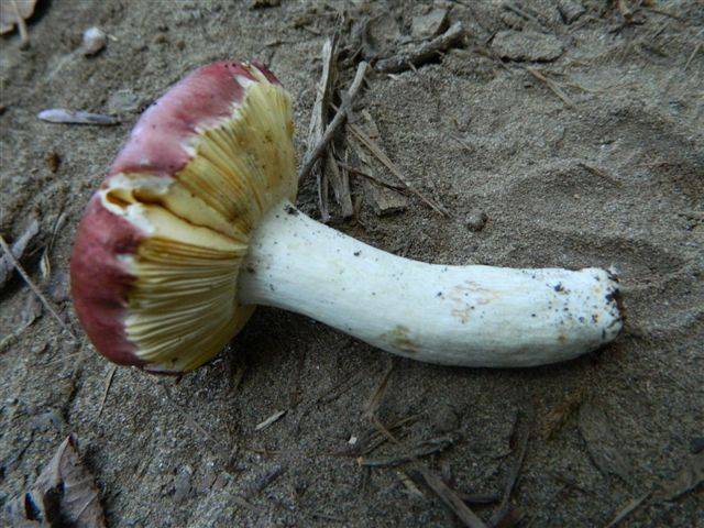Russula prinophila image