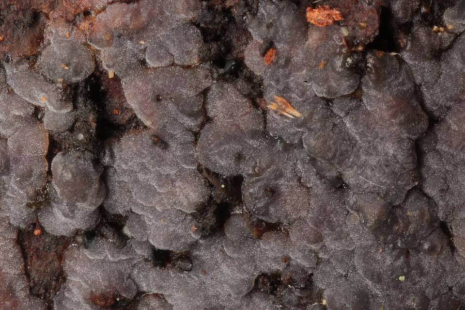 Exidiopsis grisea image