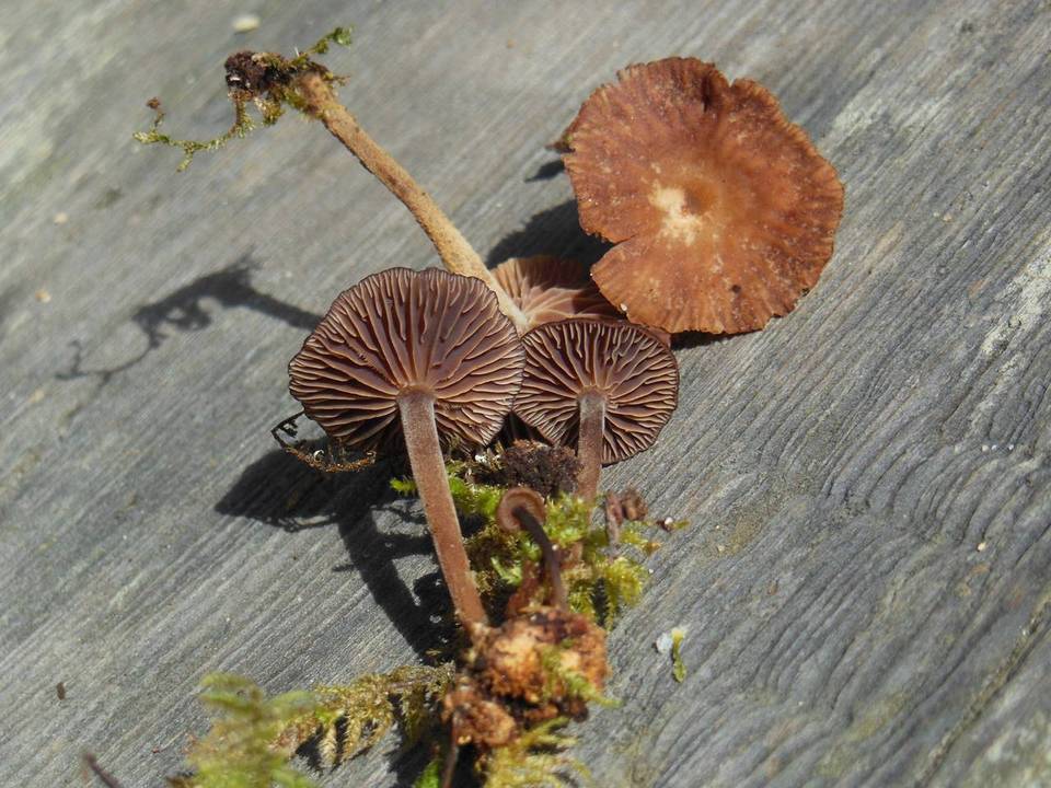 Gymnopus subpruinosus image
