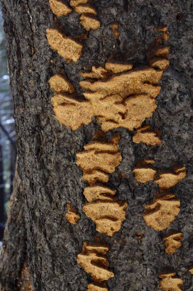 Porodaedalea cancriformans image