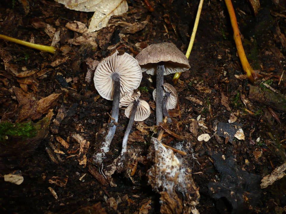 Entoloma dichroum image