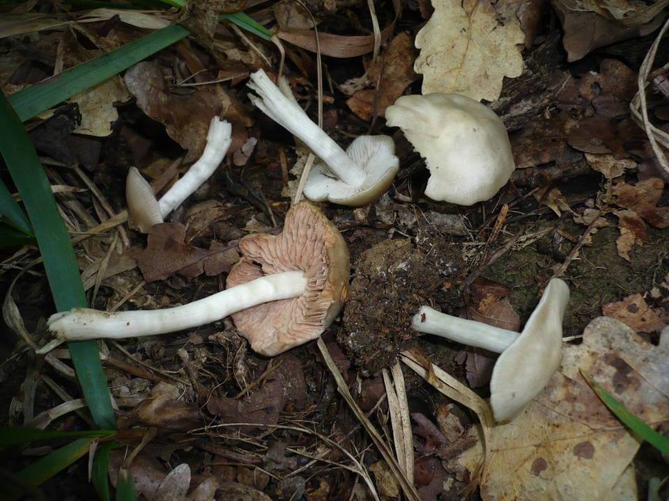 Entoloma rhodopolium var. pseudopolitum image