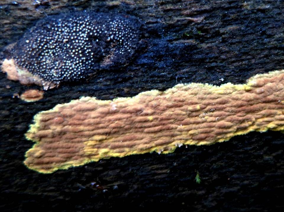 Hyphodiscus incrustatus image