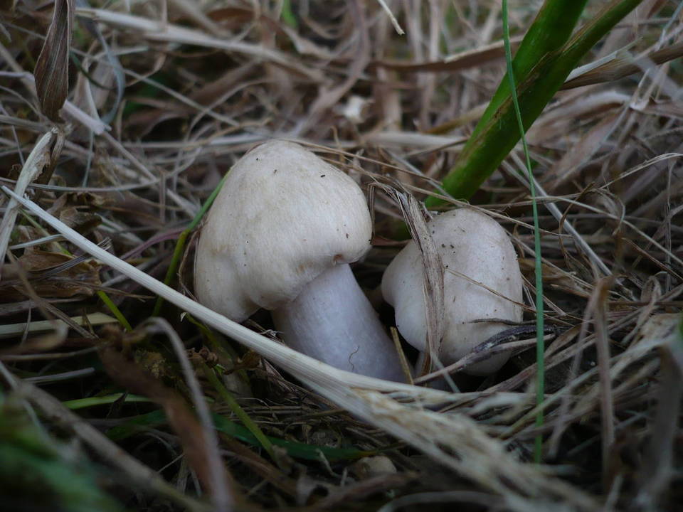 Entoloma sepium image