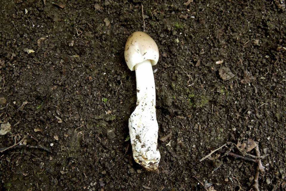 Amanita badia image