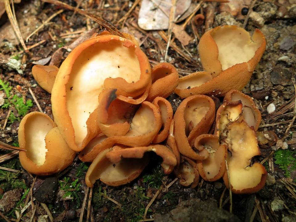Otidea unicisa image