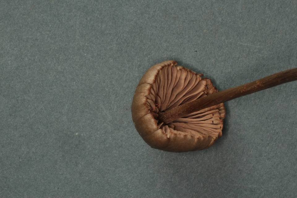Entoloma lucidum image