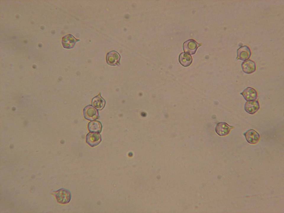 Entoloma lucidum image