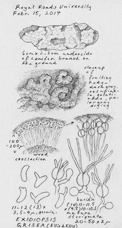 Exidiopsis grisea image