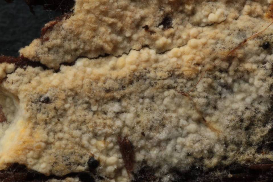 Mycolindtneria leucobryophila image