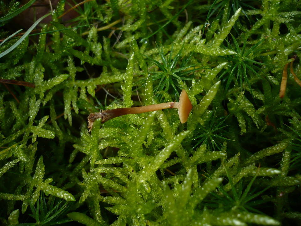 Galerina annulata image