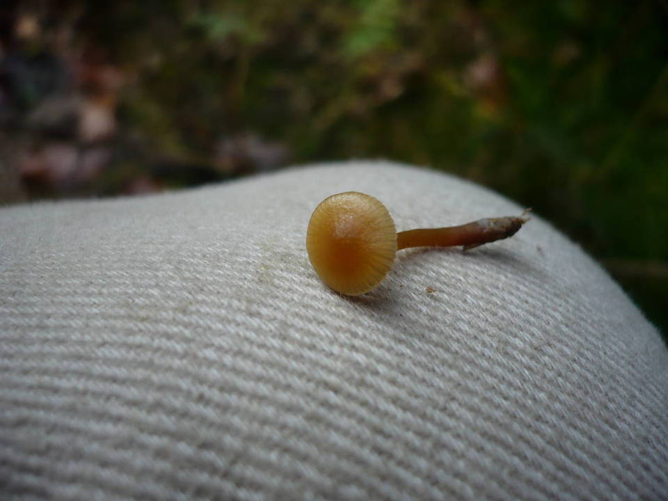 Galerina annulata image