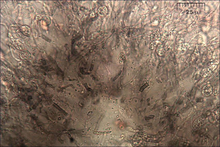 Exidia pithya image