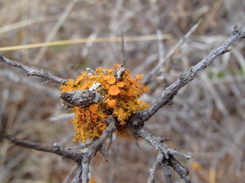 Teloschistes hosseusianus image