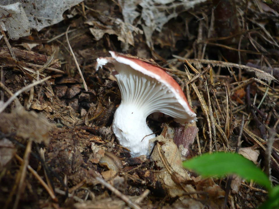 Gomphidius roseus image