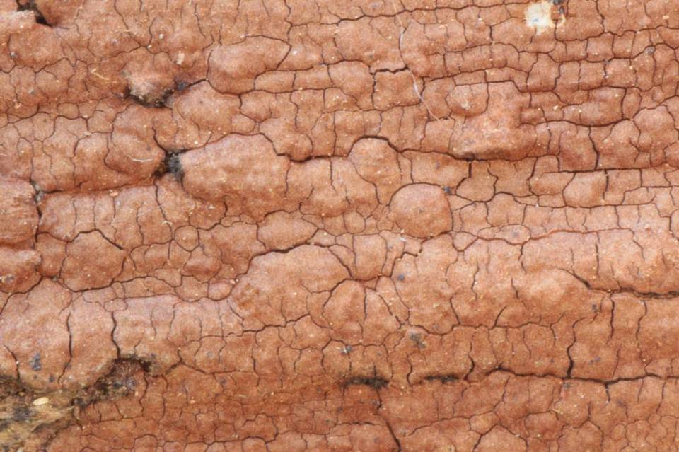 Hymenochaete fuliginosa image