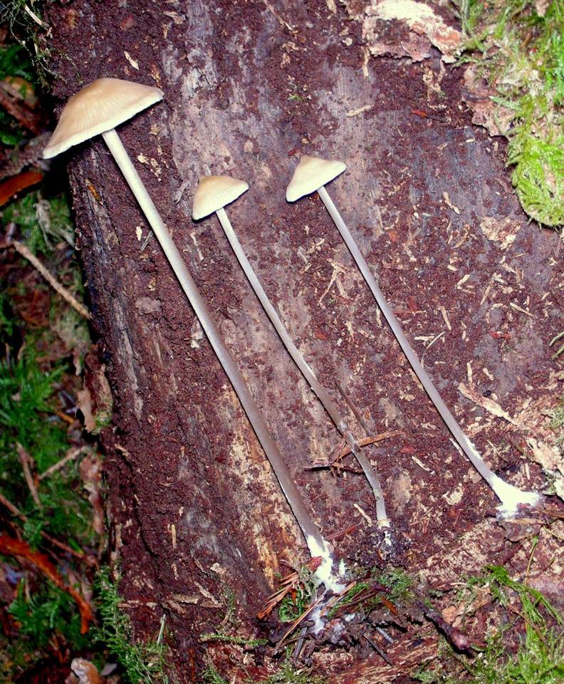 Entoloma bicoloripes image
