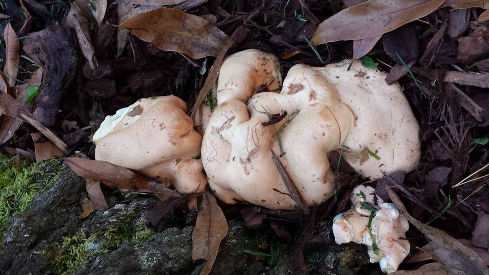 Royoporus badius image