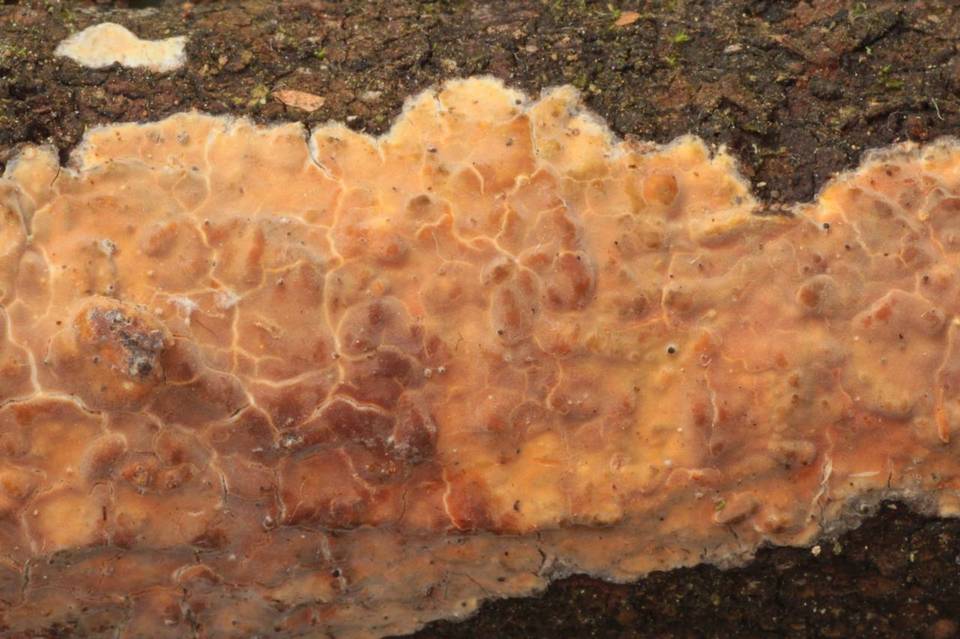 Gloeocystidiellum leucoxanthum image