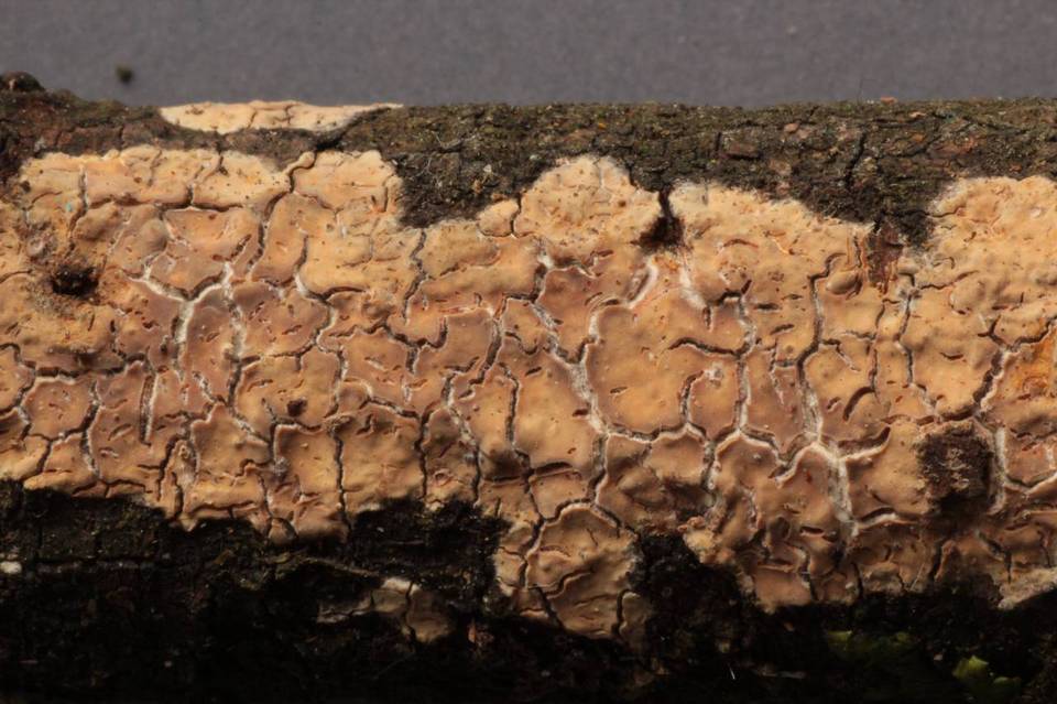 Gloeocystidiellum leucoxanthum image