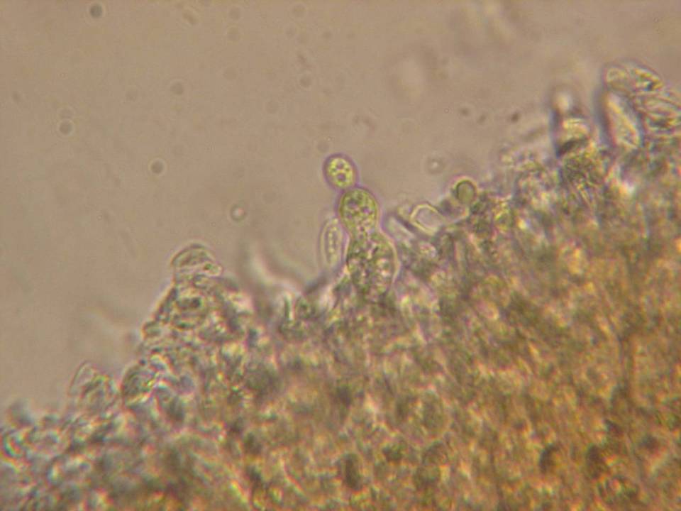 Gloeocystidiellum leucoxanthum image