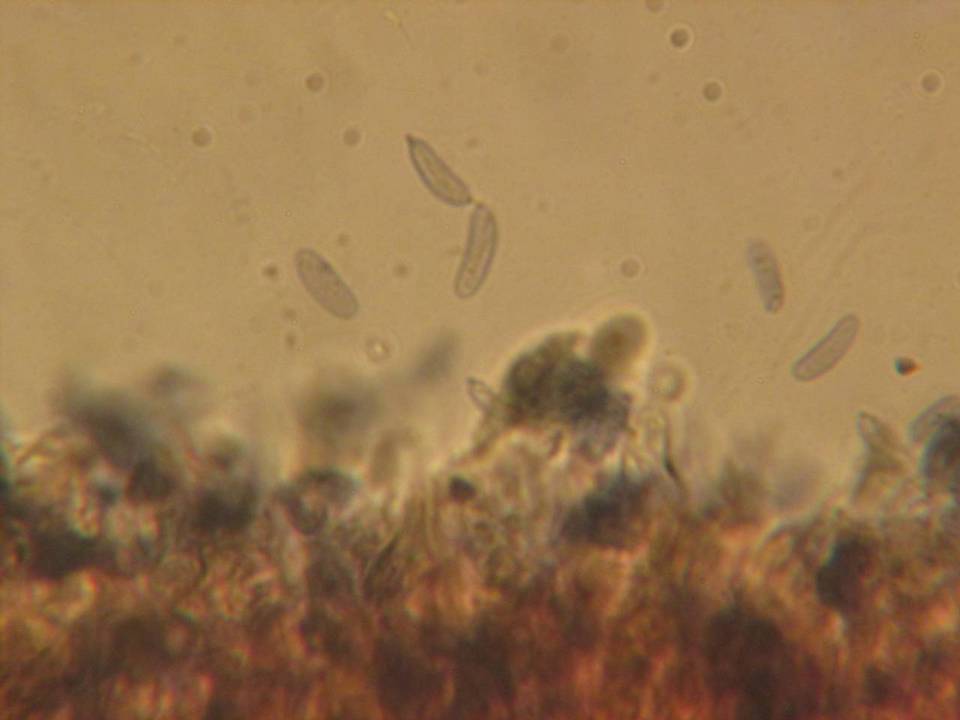 Gloeocystidiellum leucoxanthum image