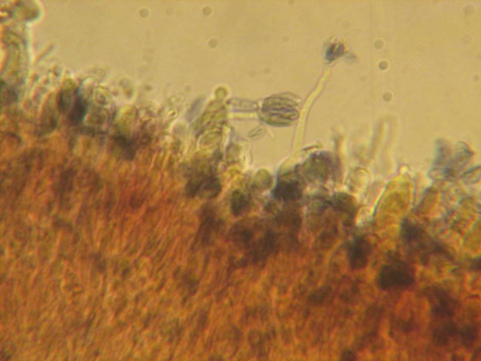 Gloeocystidiellum leucoxanthum image