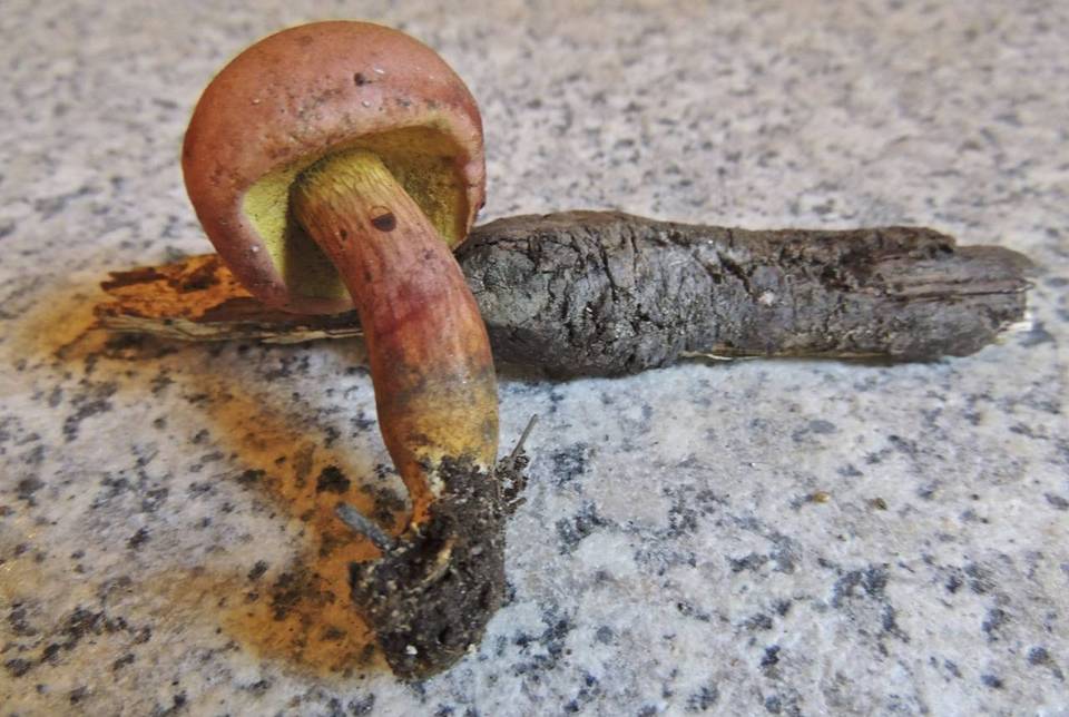 Boletus armeniacus image