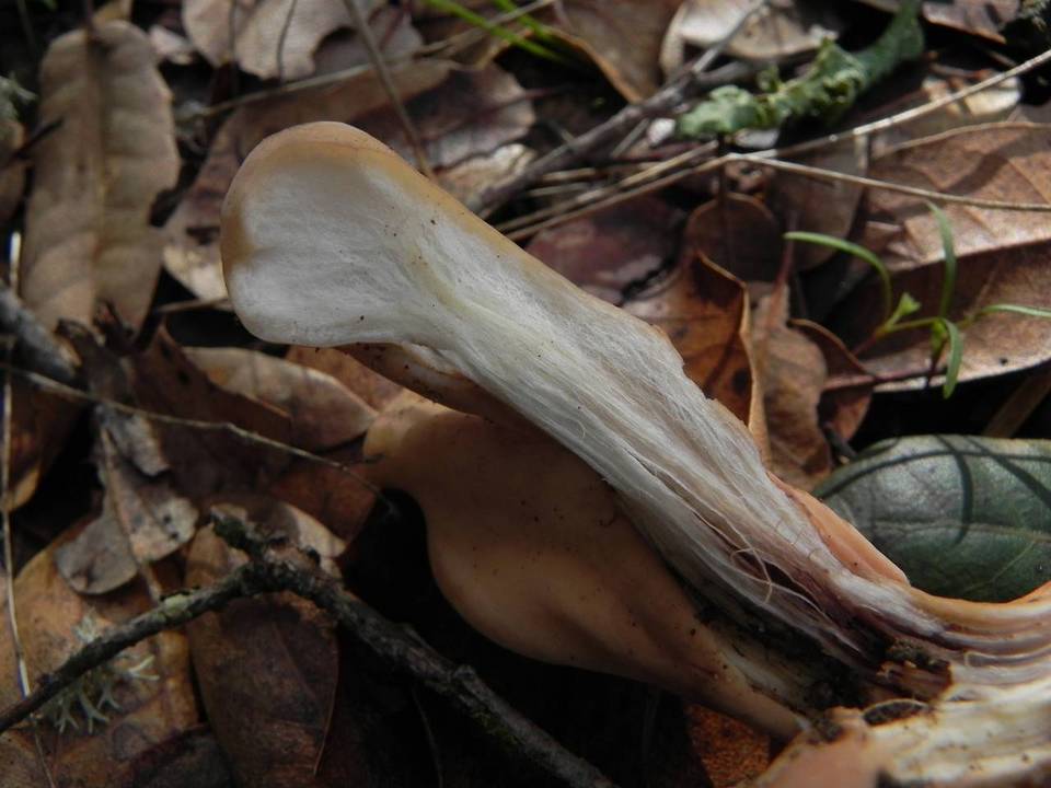 Clavariadelphus caespitosus image