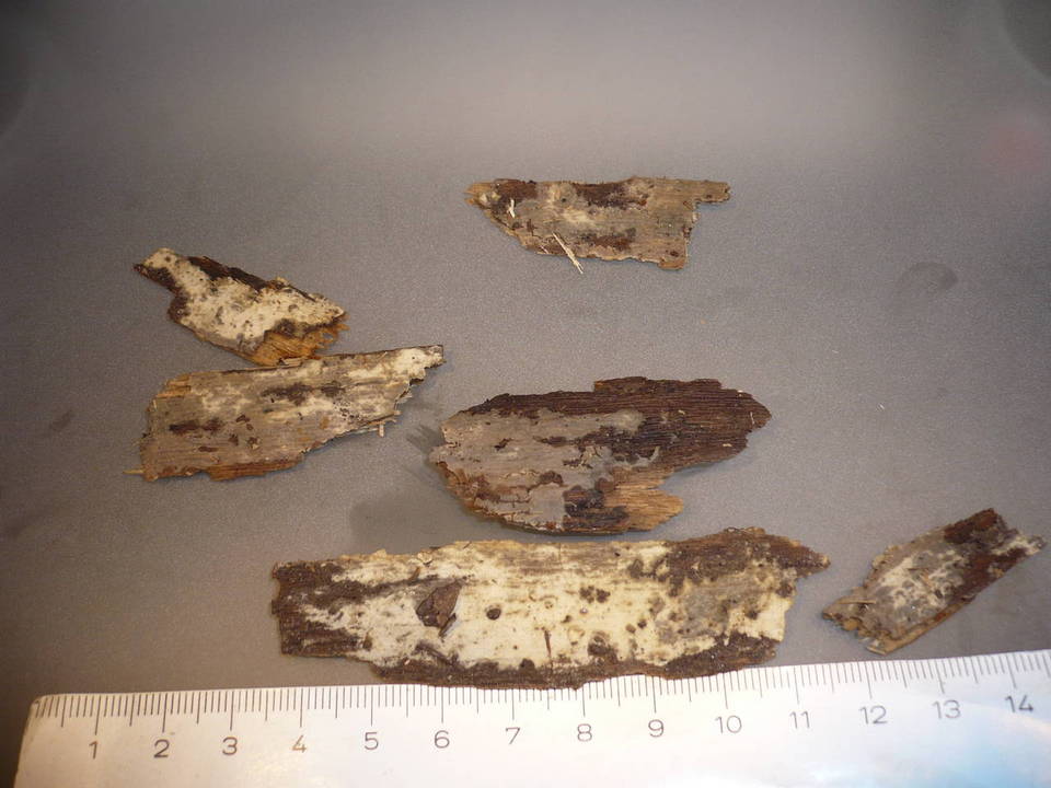 Stypella dubia image