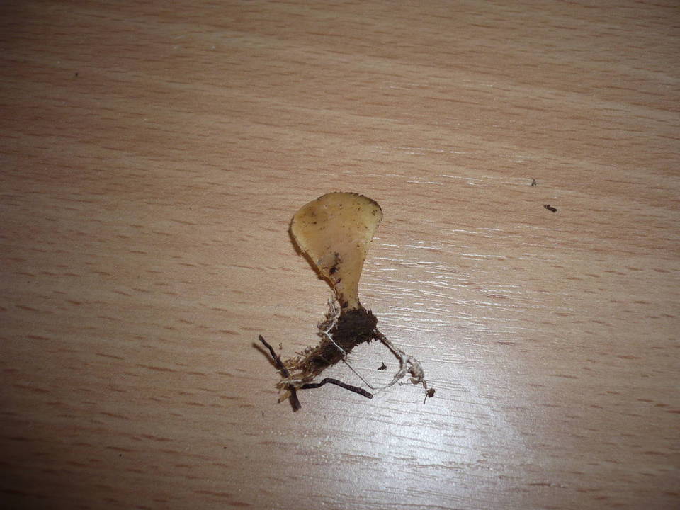 Hohenbuehelia abietina image