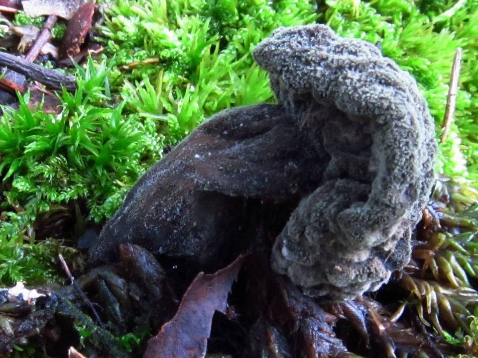 Hypomyces melanocarpus image